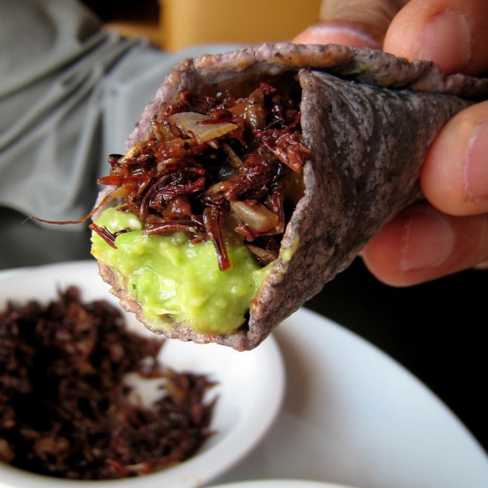 Tacos De Chapulines (Grasshopper) at Hugo's on #foodmento http://foodmento.com/place/11013